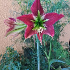 Hippeastrum Papilio X Mandonii n1 - 1 bulb about 3cm . Offset.