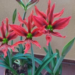 Hippeastrum Aulicum var. Robustum 1 bulb, 2,7 cm in diameter. Rare.