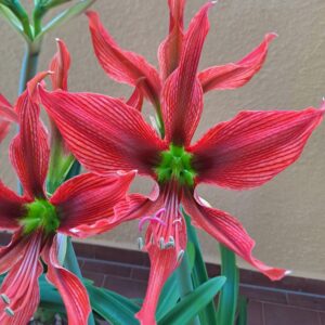 Hippeastrum Aulicum var. Robustum 1 bulb, 3,9 cm in diameter. Rare.