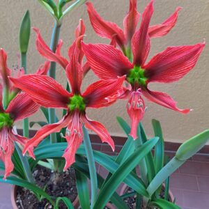 Alternative view of Hippeastrum Aulicum var. Robustum 1 bulb, 3,9 cm in diameter. Rare.