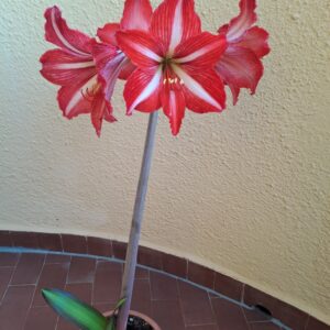 Alternative view of Hippeastrum aulicum x Santos variegated - 10 seeds.
