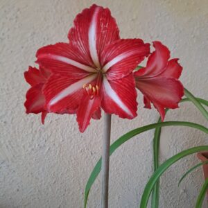Hippeastrum aulicum x Santos variegated - 10 seeds.