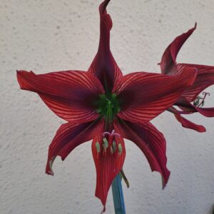 Alternative view of Hippeastrum hybrid AP n9 - 1 bulb about 4cm.