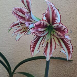 Alternative view of Hippeastrum Stella x Papilio hyb. n16 - 10 seeds.