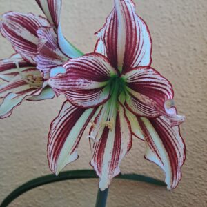 Hippeastrum Stella x Papilio hyb. n16 - 10 seeds.