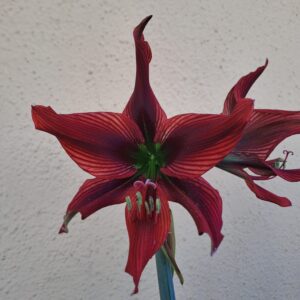 Alternative view of Hippeastrum AP8 X APHn2 - 15 seeds.