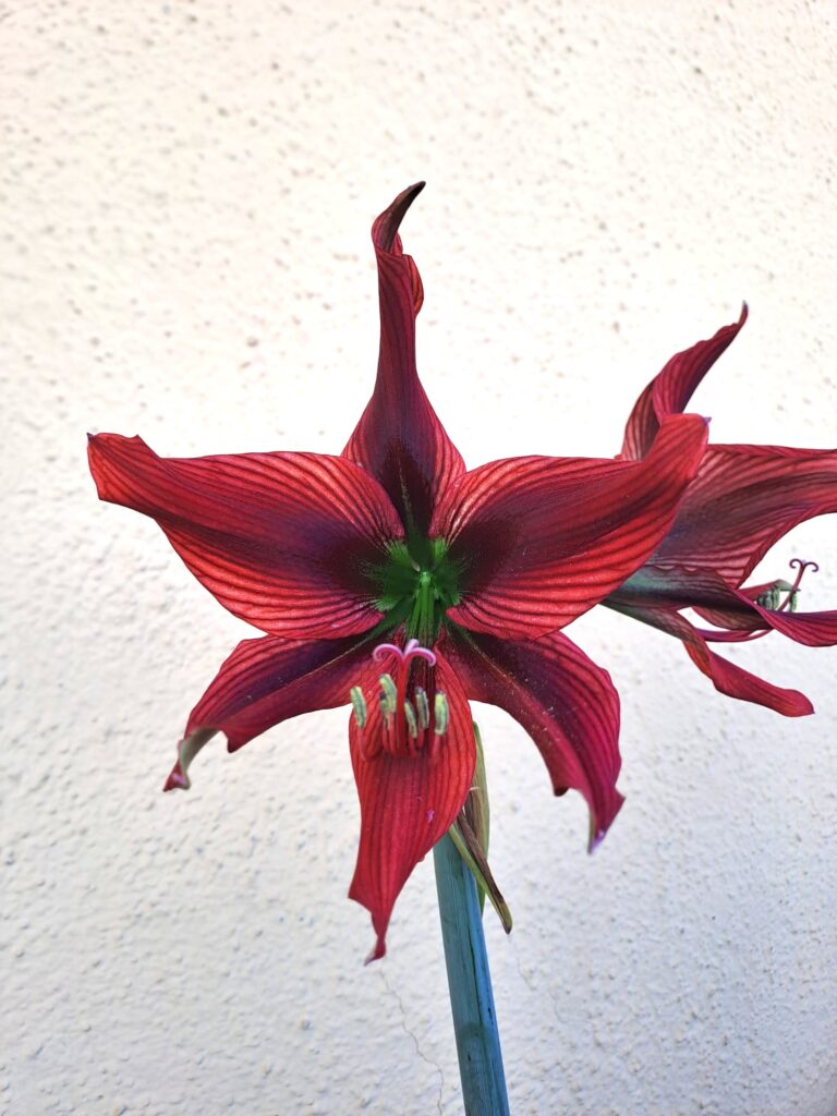 Hippeastrum hybrid AP n9 - 1 bulb about 1,5cm.