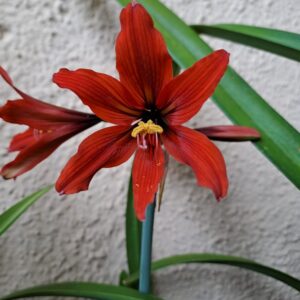 Alternative view of Hippeastrum Laklano 1 bulb, 1,5cm in diam. Rare. Ex hippeastrum Taipas.