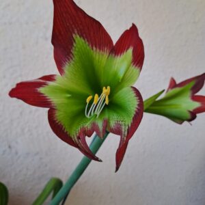Hippeastrum mandonii 1 bulb, 2,4cm in diameter. Rare species.