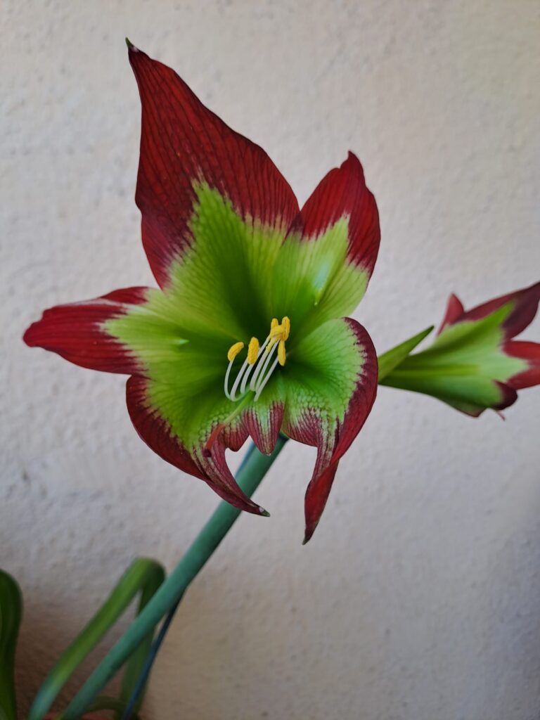 Hippeastrum mandonii 1 bulb, 1,1cm in diameter. Rare species.