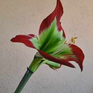 Alternative view of Hippeastrum mandonii 1 Bulb - Rare specie 3cm. in diameter.