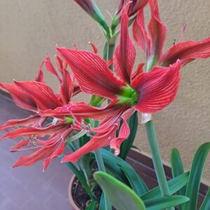 Hippeastrum Aulicum var Robustum - 5 seeds, species Brazil.