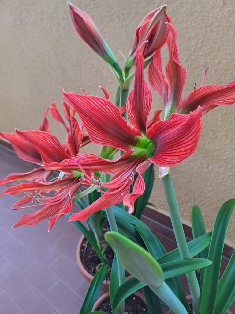 Hippeastrum Aulicum var Robustum - 10 seeds, species Brazil.