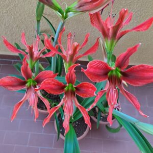 Alternative view of Hippeastrum Aulicum var Robustum - 5 seeds, species Brazil.