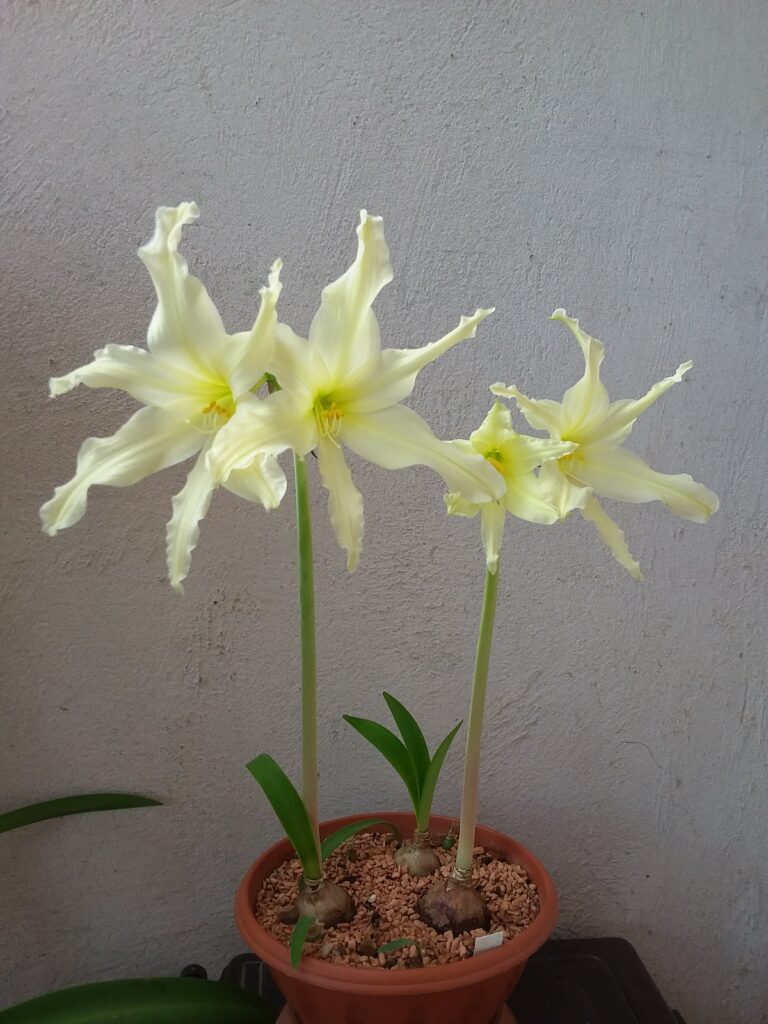 Hippeastrum evansiarum X Leucopardinum - 5 seeds.