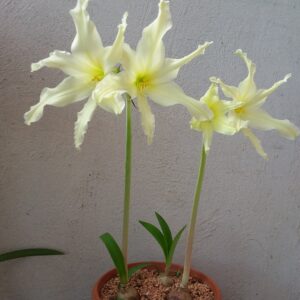 Alternative view of Hippeastrum evansiarum X Leucopardinum - 5 seeds.