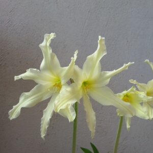 Alternative view of Hippeastrum Evansiae 10 seeds. Evansiarum.