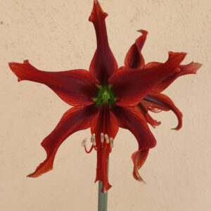 Alternative view of Hippeastrum APn3 - 1 bulb.