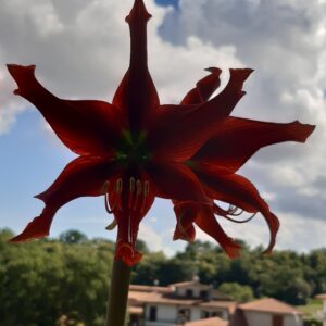 Hippeastrum APn3 - 1 bulb.