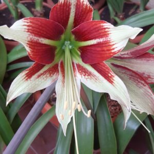 Hippeastrum aulicum x bukasovii - 10 seeds.