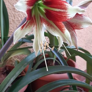 Alternative view of Hippeastrum aulicum x bukasovii - 10 seeds.