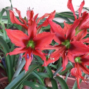 Hippeastrum Aulicum var Robustum x Tarantula - 10 seeds.