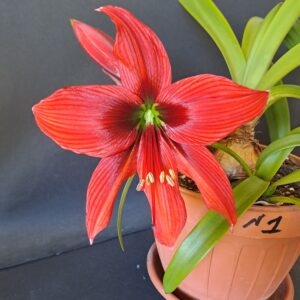 Hippeastrum APn1 X LPn1 - 10 seeds.