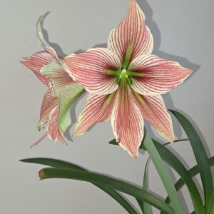 Alternative view of Hippeastrum Pink Beauty x Exotic Star - 10 seeds.