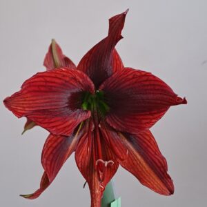 Hippeastrum Papilio hybrid n6 - 1 bulb.