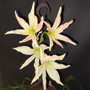 Hippeastrum Evansiarum - 1 bulb 2cm Species Evansiae