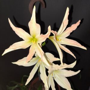 Alternative view of Hippeastrum Evansiarum - 1 bulb 1,2cm Species Evansiae.