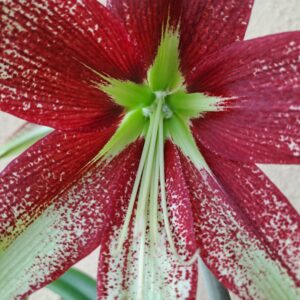 Hippeastrum Cybister X Leucopardinum 8 seeds.