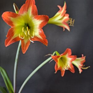 Hippeastrum NCn1 x  Calyptratum hyb. - 10 seeds.