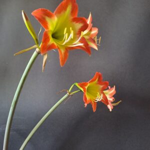 Alternative view of Hippeastrum NCn1 x  Calyptratum hyb. - 10 seeds.