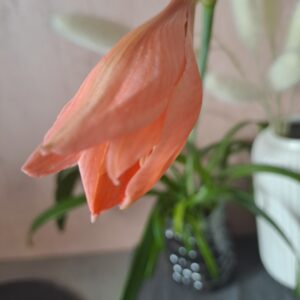 Alternative view of Hippeastrum Striatum Bahie 1 bulb, 1cm in dia. Rare. Offset. Light peach color!!
