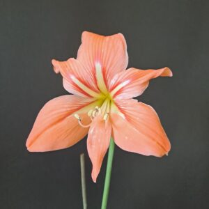 Hippeastrum Striatum Bahie 1 bulb, 1cm in dia. Rare. Offset. Light peach color!!