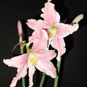 Hippeastrum Idimae X Evansiarum - 1 bulb.