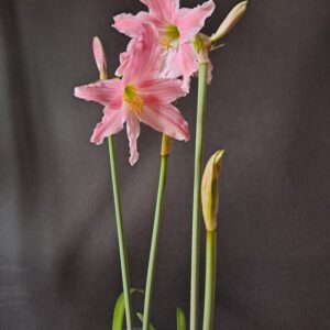 Alternative view of Hippeastrum Idimae X Evansiarum - 1 bulb.