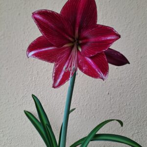 Hippeastrum American Dream x DERn1 variegated - 10 seeds.
