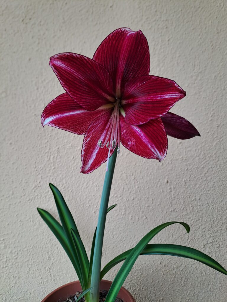 Hippeastrum American Dream x DERn1 variegated - 10 seeds.