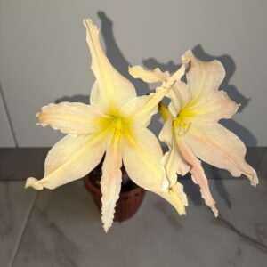 Hippeastrum Evansiarum - 1 bulb 1cm , Species Evansiae.