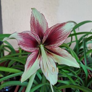 Hippeastrum Kaphlua hyb. x MHn1 - 10 seeds.