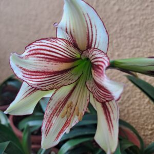 Hippeastrum papilio hyb n11 - 1 bulb