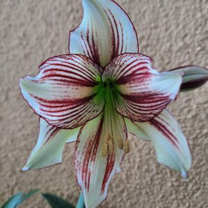 Alternative view of Hippeastrum Pap. hyb.n11 x iguazuanum - 10 seeds.