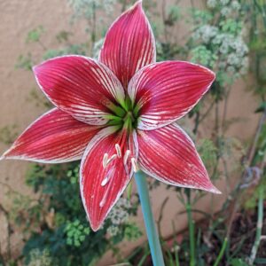 Hippeastrum LPn5- 1 bulb.
