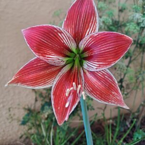 Alternative view of Hippeastrum LPn5- 1 bulb.