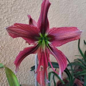 Hippeastrum AP n2 - 1 bulb.