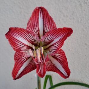 Hippeastrum Cn1810  variegated x cybister species- 10 seeds.