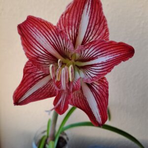 Alternative view of Hippeastrum LPn2 X Variegated Hybrid-10 seeds.