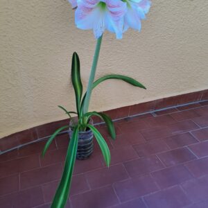 Hippeastrum reticulatum hybrid - 1 bulb.
